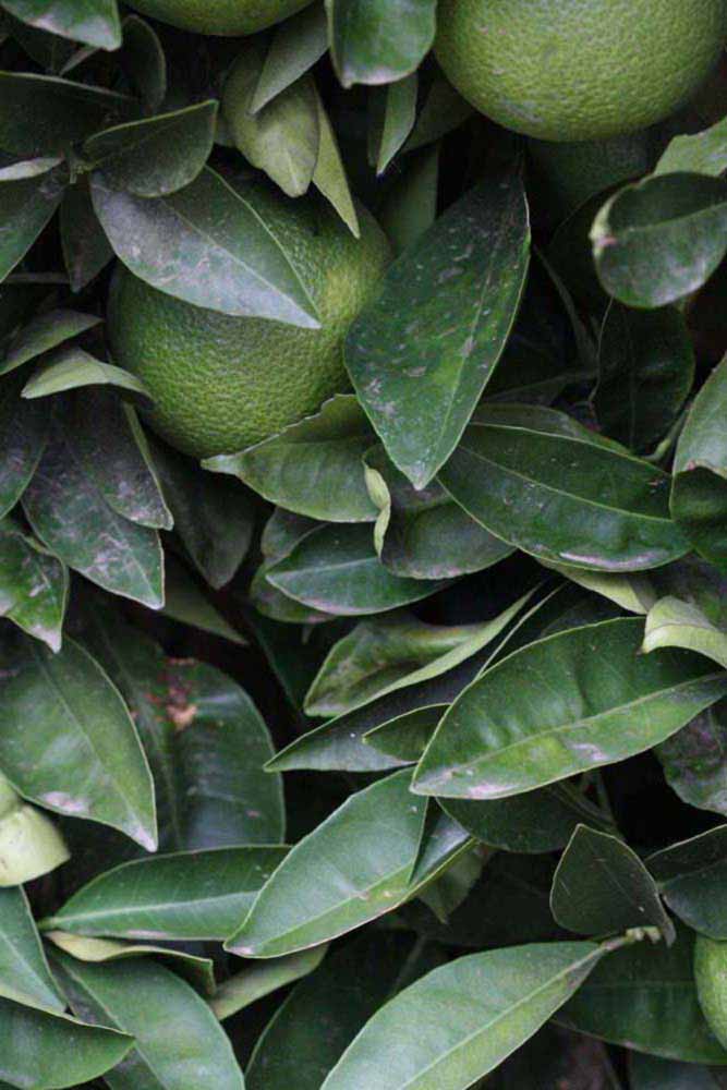              Shade leaves (Riverside, CA)       